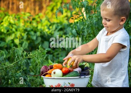 The child holds information vegetables in his hands. Vegetables in a bowl on the farm. Organic product from the farm. Selective focus. Nature Stock Photo