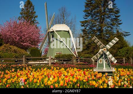 WA19642-00...WASHINGTON - Tulips blooming in demonstration gardens around the bases of two windmills at RoozenGaarde Bulb Farm. Stock Photo
