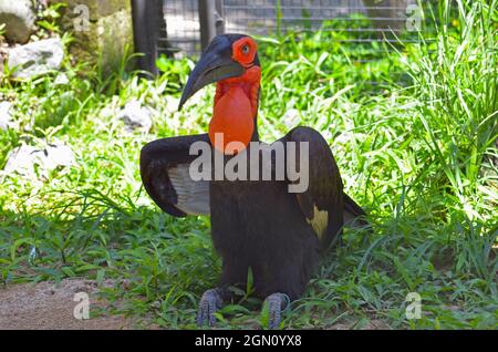 Big bird with red goiter in a tropical park on a green grass meadow. Stock Photo