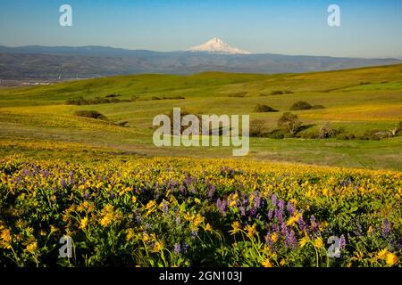 WA19648-00...WASHINGTON - Balsamroot and lupine on the open hills above the Columbia River at Dalles Mountain Ranch section of Columbia Hills State Pa Stock Photo