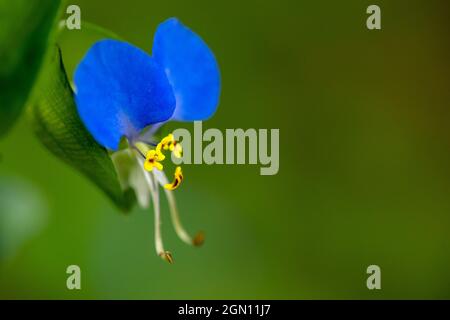 Close up of Asiatic Dayflower (Commelina communis) - Asheville, North Carolina, USA [Shallow Depth of Field] Stock Photo