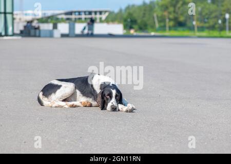 a sick dog lies sad on the road Stock Photo