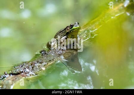 Male Green Frog (Lithobates clamitans or Rana clamitans) - Pisgah National Forest - Brevard, North Carolina, USA Stock Photo