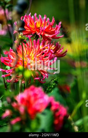 Lake Constance : Mainau Isalnd Stock Photo