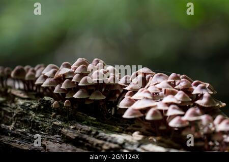 Fungi growing in the forest on a log. Panoramic view of forest with mushrooms. Stock Photo