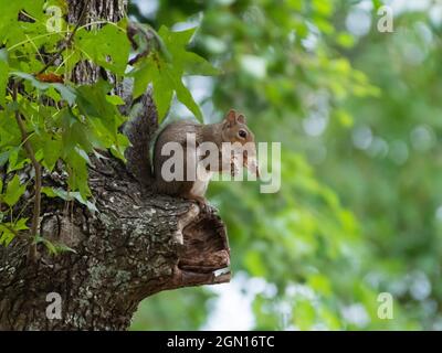 An eastern gray squirrel chewing on the jaw bone of a small mammal. Stock Photo