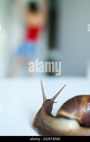 Dark achatina snail with dark shell crawling near white alarm clock on ...