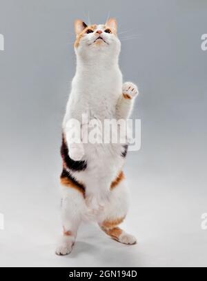 Studio portrait of a calico cat standing on two legs smiling and looking upward. Stock Photo