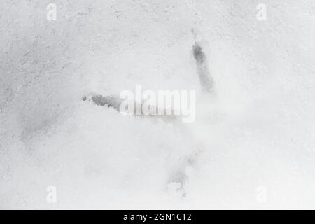 Full frame close up image of a pheasants footprint in deep snow. Cold weather and the frozen setting combine to give this winter theme. Three toes. Stock Photo