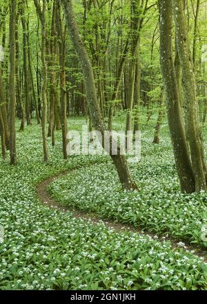 Wild garlic blossom in the WIenerwald, near Mayerling, Lower Austria, Austria Stock Photo