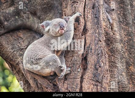 Koala (Phascolarctos Cinereous) sleeping on a tree, Lone Pine Koala Sanctuary, Brisbane, Queensland, Australia Stock Photo