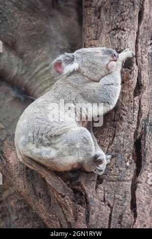 Koala (Phascolarctos Cinereous) resting on a tree, Brisbane, Queensland, Australia Stock Photo