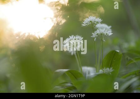 flowering wild garlic, Lower Austria, Austria Stock Photo
