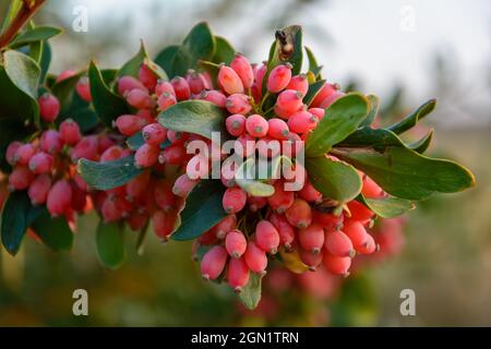 Barberry branch densely strewn with berries on shallow depth of field (Berberis vulgaris). iran Stock Photo