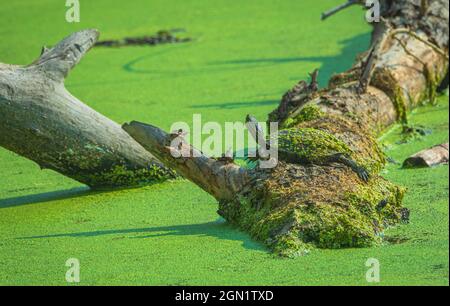 Western Painted Turtle (Chrysemys picta bellii) camouflaged in duckweed on old Cottonwood tree log in wetlands marsh, Castle Rock Colorado USA. Stock Photo