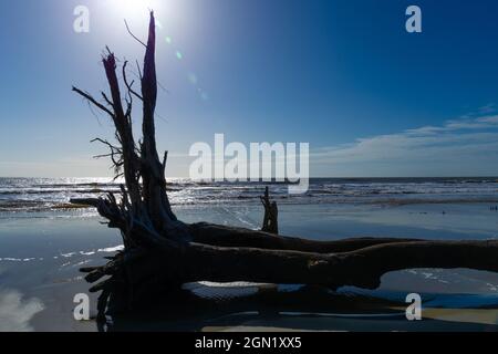 Sun just above the roots of fallen trees on a coastal beach, deep blue sky and tree silhouette, horizontal aspect Stock Photo