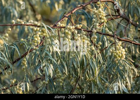 Russian olives still on the tree in golden evening light Stock Photo