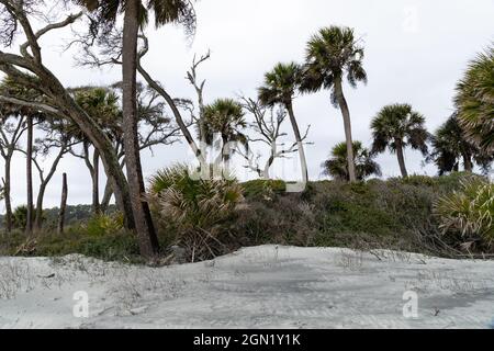 Weather beaten palmetto palm trees before white sandy beach dunes, overcast skies on Hunting Island South Carolina, horizontal aspect Stock Photo