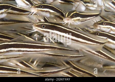 Striped eel catfish (Plotosus lineatus), Looking almost like eels, these fish swim in tightly packed groups that swarm across coral reefs. The whole f Stock Photo