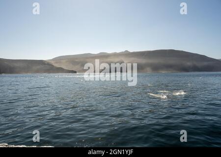 Fish Splash In The Waters Off The Mist Covered Coast of Santa Cruz Island in the Channel Islands Stock Photo