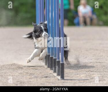 Closeup shot a Border Collie doing slalom on dog agility course Stock Photo