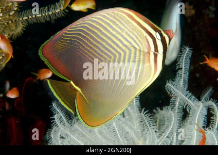 Eastern triangular butterflyfish (Chaetodon baronessa), A striking member of the colourful butterflyfish family. Anilao, Manila, Philippines Stock Photo