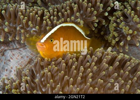 Yellow clownfish (Amphiprion sandaracinos), in host Merten’s carpet sea anemone (Stichodactyla mertensii) that has a diameter of over a metre. Anilao, Stock Photo