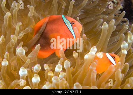 Tomato clownfish (Amphiprion frenatus), in Bulb-tentacle anemone (Entacmaea quadricolor), its sole host. Smaller males of this fish tend to be red ove Stock Photo