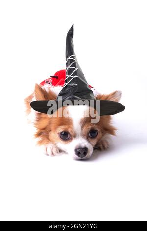 Little chihuahua wearing balck witch hat and devil suit for halooween celebartion lying down on white background. Stock Photo
