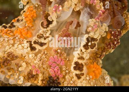 Tuberculate night anemone (Alicia sansibarensis), a nocturnal anemone with a long tube column on the surface of which are berry-like vesicles that can Stock Photo