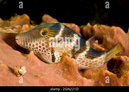 Saddled puffer (Canthigaster valentini), Like all pufferfish, can inflate itself to dissuade a potential predator. Can produce a powerful toxin, tetra