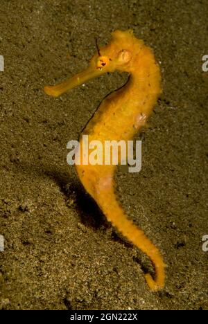 Fisher’s seahorse (Hippocampus fisheri), can be red, gold or pink. Anilao, Manila, Philippines Stock Photo