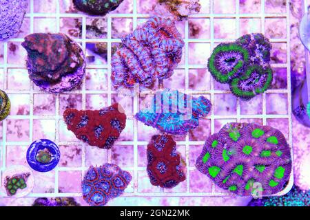 Acanthastrea lordhowensis LPS coral Stock Photo