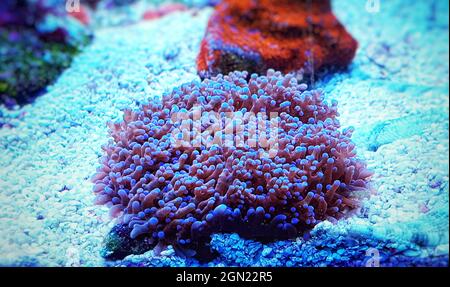 Colorful Rhodactis colony of mushroom soft corals Stock Photo
