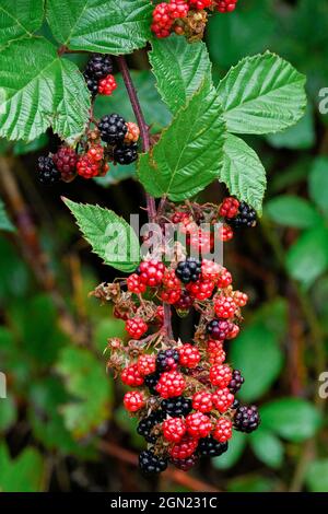 Rubus armeniacus,  Himalayan blackberry, British Columbia, Canada Stock Photo
