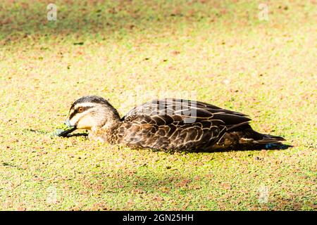 Pacific Black Duck Anas superciliosa. Stock Photo