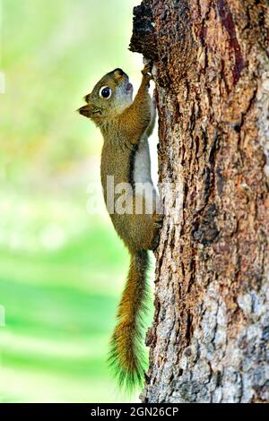 A side view of a wild red squirrel "Tamiasciurus hudsonicus"; climbing a tree trunk in his rural habitat in Alberta Canada Stock Photo