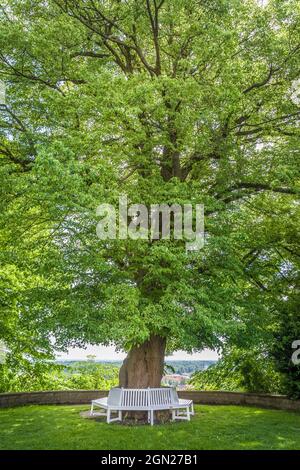 Old linden tree in the courtyard garden of Freising, Upper Bavaria, Bavaria, Germany Stock Photo