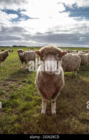 Texel sheep in a meadow, near Oudeschild, Texel, West Frisian Islands, Friesland, Netherlands, Europe Stock Photo
