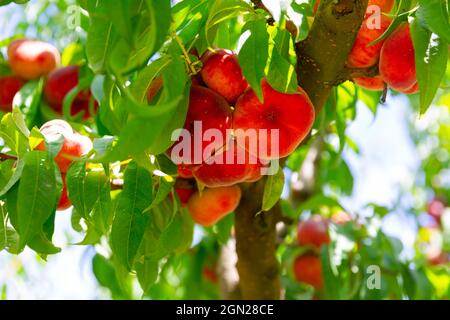 Ripe organic flat peaches growing on tree Stock Photo