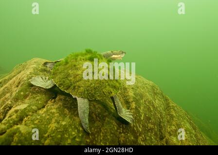 Bellinger River snapping turtle (Elseya georgesi), Searches of the Bellinger River over 20 years have located the species at only four sites. The popu Stock Photo