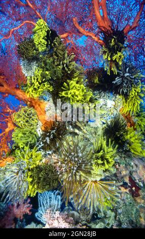 Crinoids (mostly Oxycomantus bennetti), attached to a large gorgonian sea fan at a depth of about 40 m. Walindi Plantation Resort, Kimbe Bay, New Brit Stock Photo