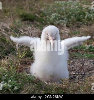 Leucistic Laysan Albatross, small white chick lacking normal pigmentation, flapping wings. Phoebastria immutabilis Stock Photo