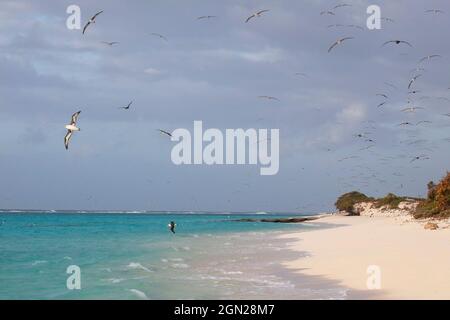 Albatrosses flying over the beach on Midway Atoll on their way out to the Pacific Ocean in the early morning Stock Photo