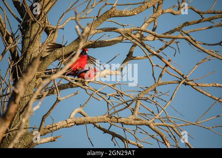 Crimson Rosella bird mating in a tree. Stock Photo