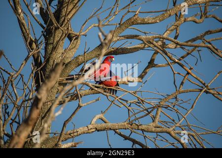 Crimson Rosella bird mating in a tree. Stock Photo