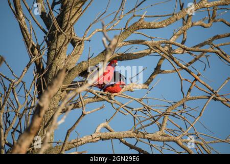 Crimson Rosella bird mating in a tree. Stock Photo