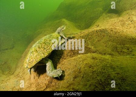 Bellinger River snapping turtle (Elseya georgesi), Searches of the Bellinger River over 20 years have located the species at only four sites. The popu Stock Photo