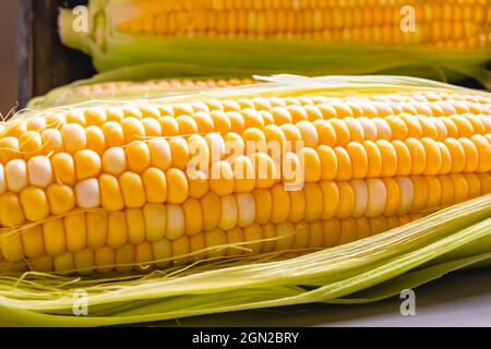 Fresh raw ripe corn close up Stock Photo