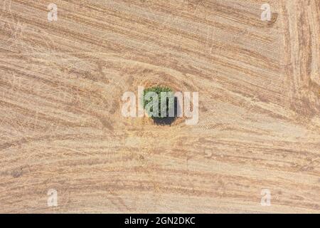 Single green tree standing in a dry field. Stock Photo